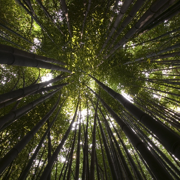 Tree Equity + Environmental Justice