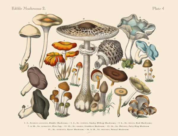 Fruiting Body vs. Mycelium... Which is better?