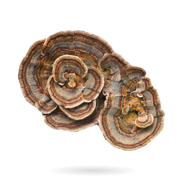 TURKEY TAIL