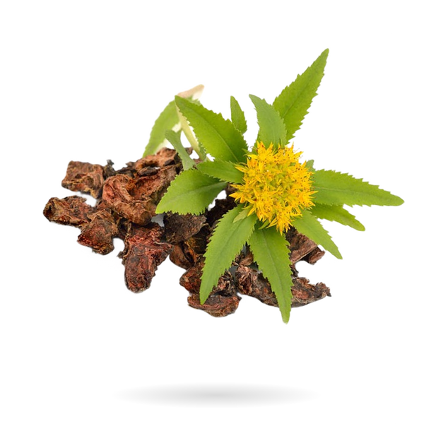 RHODIOLA