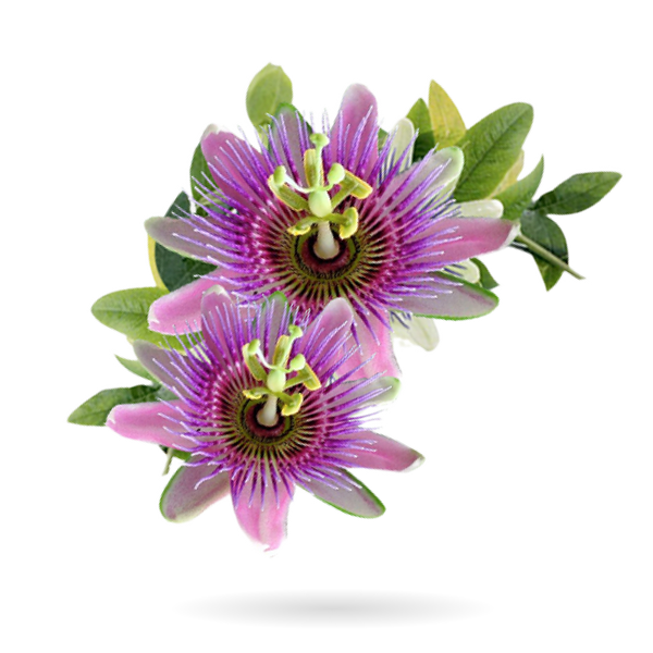 PASSIONFLOWER