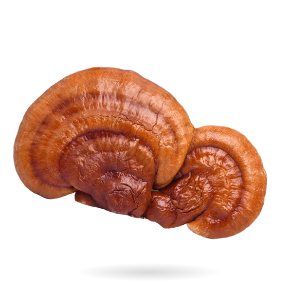 REISHI