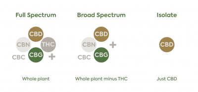 Full Spectrum CBD Vs. CBD Isolate – Plant People